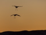 Sandhill Cranes at Bosque del Apache