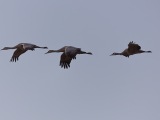 Sandhill Cranes at Bosque del Apache