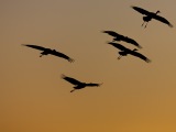 Sandhill Cranes at Bosque del Apache