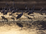 Sandhill Cranes at Bosque del Apache