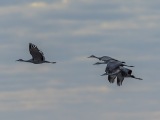 Sandhill Cranes at Bosque del Apache