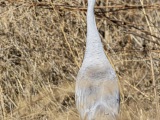 Sandhill Cranes at Bosque del Apache