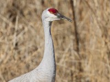 Sandhill Cranes at Bosque del Apache