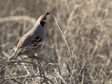 Gambel's Quail at Bosque del Apache