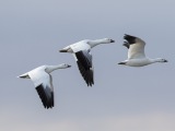 Snow Geese at Bosque del Apache