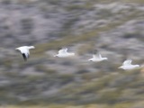 Snow Geese at Bosque del Apache