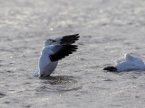 Snow Geese at Bosque del Apache