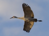 Sandhill Cranes at Bosque del Apache