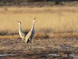 Sandhill Cranes at Bosque del Apache