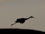 Sandhill Cranes at Bosque del Apache