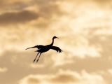 Sandhill Cranes at Bosque del Apache