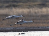 Sandhill Cranes at Bosque del Apache