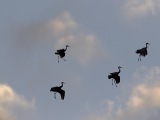 Sandhill Cranes at Bosque del Apache