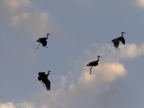 Sandhill Cranes at Bosque del Apache