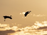 Sandhill Cranes at Bosque del Apache