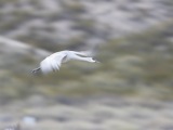 Sandhill Cranes at Bosque del Apache