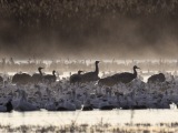 Sandhill Cranes at Bosque del Apache