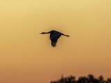 Sandhill Cranes at Bosque del Apache