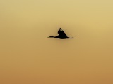 Sandhill Cranes at Bosque del Apache