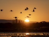 Sandhill Cranes at Bosque del Apache