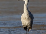 Sandhill Cranes at Bosque del Apache