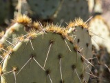 Cacti at Saguaro National Park