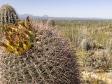 Cacti at Saguaro National Park