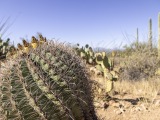 Cacti at Saguaro National Park