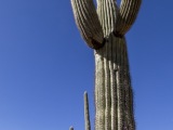 Cacti at Saguaro National Park