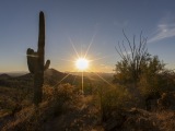 Cacti at Saguaro National Park