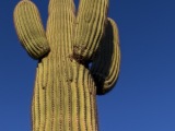 Saguaro National Park