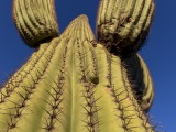 Saguaro National Park