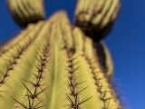 Saguaro National Park