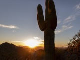 Saguaro National Park