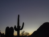 Cacti at Saguaro National Park