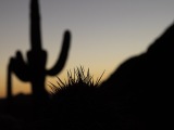 Cacti at Saguaro National Park