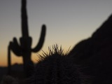 Cacti at Saguaro National Park