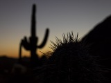 Cacti at Saguaro National Park