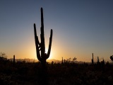 Cacti at Saguaro National Park