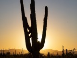 Cacti at Saguaro National Park