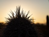 Cacti at Saguaro National Park