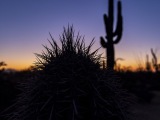 Cacti at Saguaro National Park