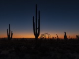 Cacti at Saguaro National Park