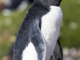 Southern Rockhopper Penguin