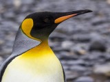 King Penguins