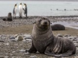 Antarctic Fur Seal with King Penguins