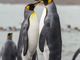 King Penguins at Fortuna Bay