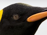 King Penguins at Fortuna Bay