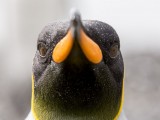 King Penguins at Fortuna Bay