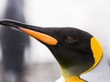 King Penguins at Fortuna Bay